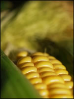 Corn