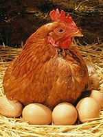 WP_NEWS_hen