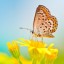 WP-Butterfly WP-Butterfly