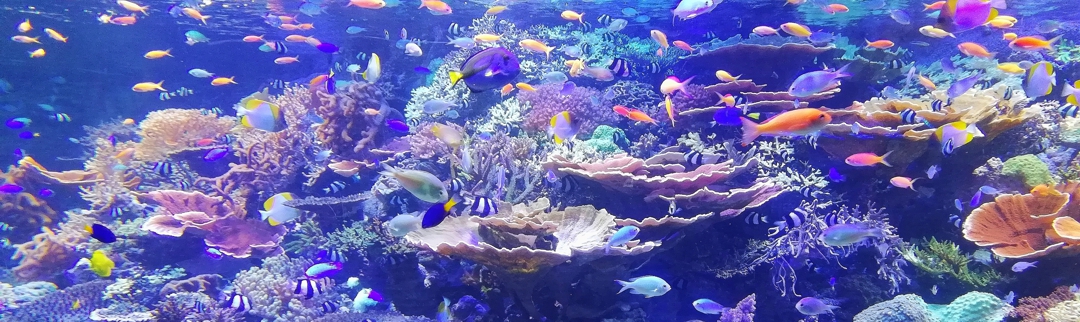 Coral reef