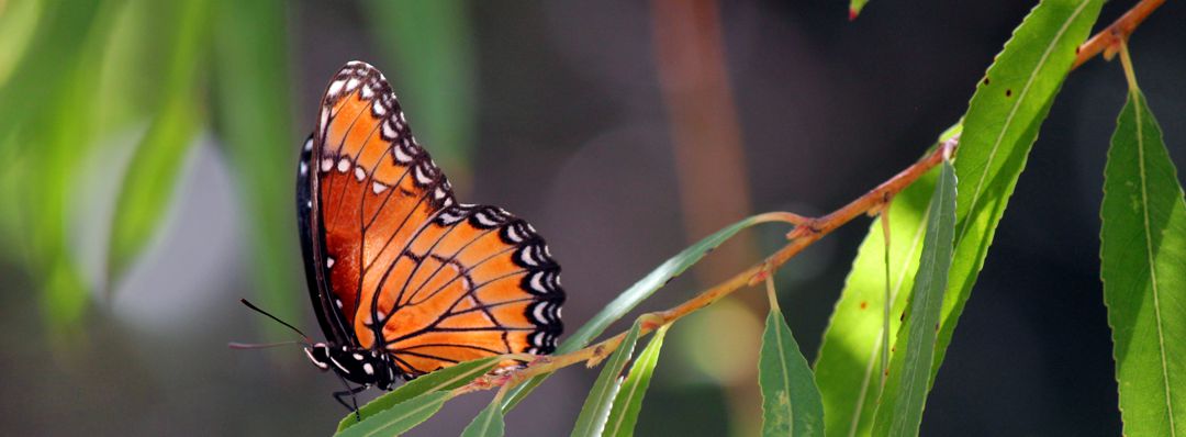 butterfly pollinating plant