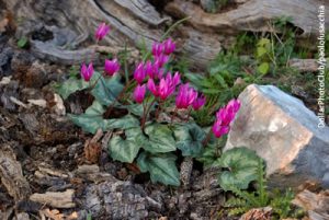 ground cover paolofusacchia