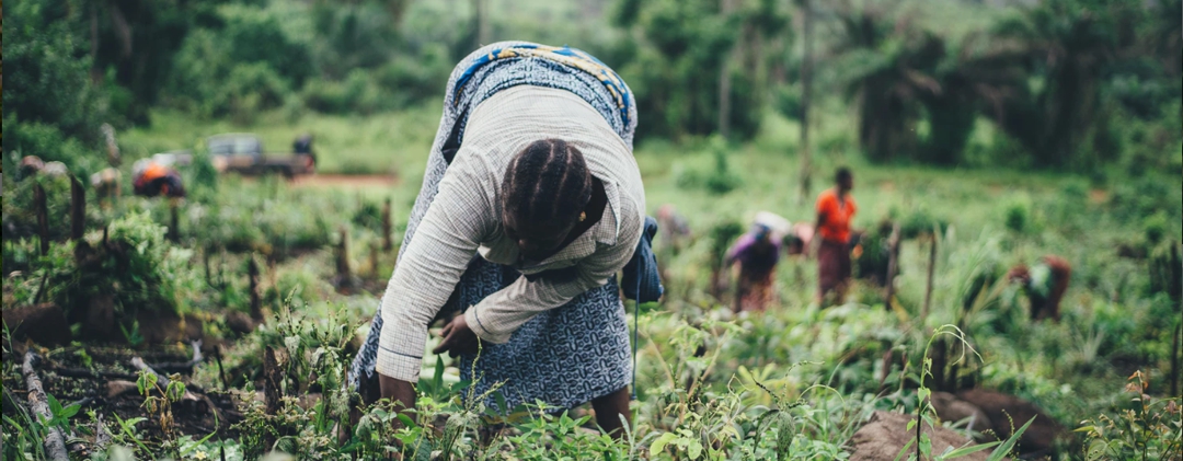 women working in fields