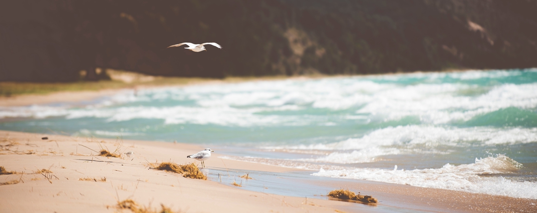 Lake Michigan beach with seagull