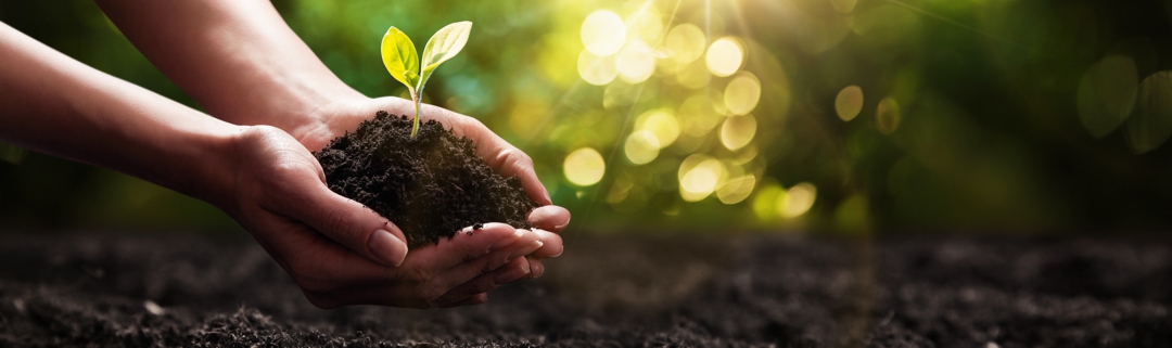 Close Up Plant in Female Hands. Care of the Environment. Ecology concept