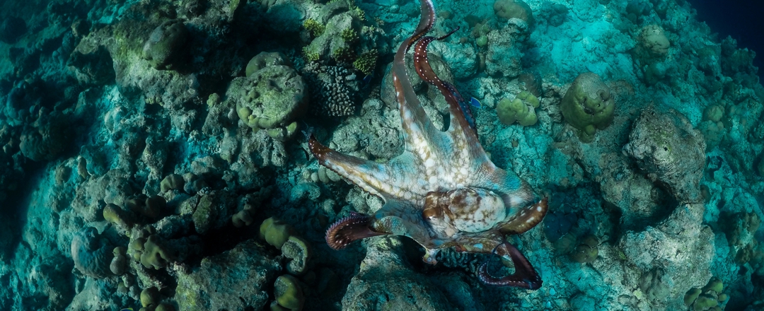 under water ocean scene