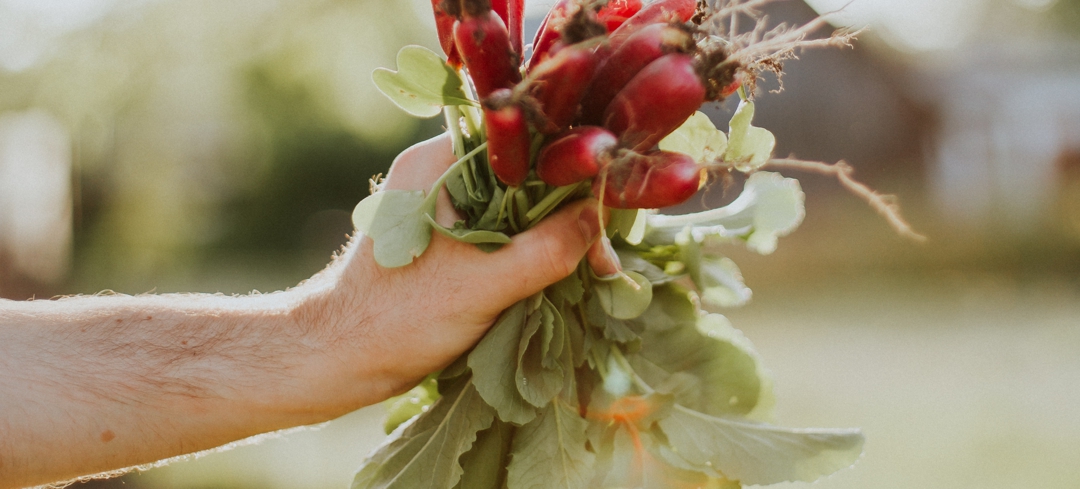 Handful of freshly picked radishes