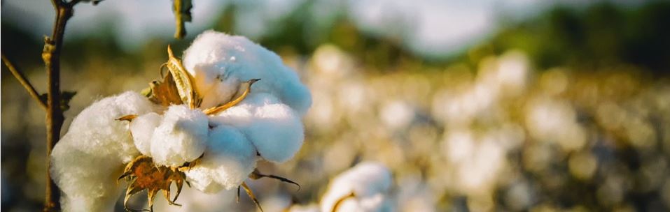 Organic cotton in cotton field