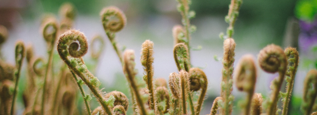 fern fronds unfurling