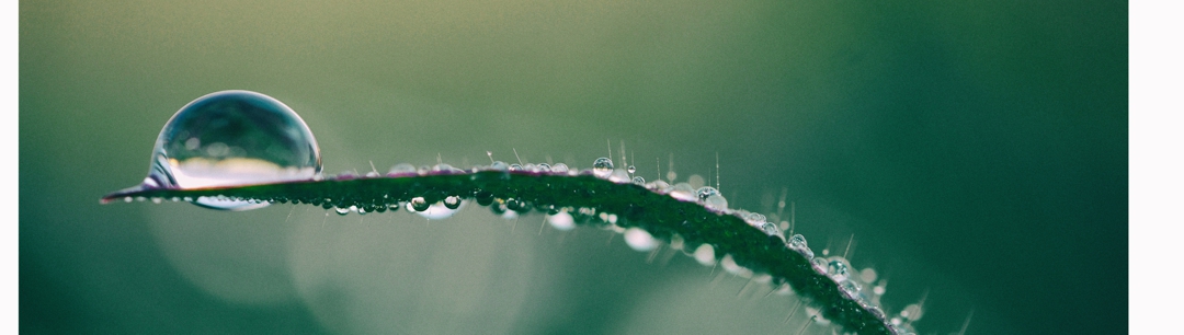 drop of water on plant stem