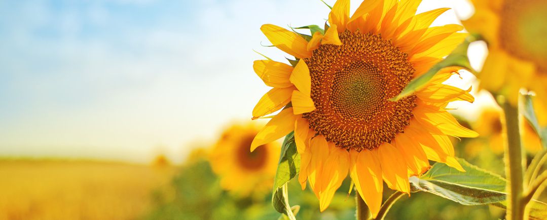 Beautiful yellow sunflowers in cultivated agricultural field.