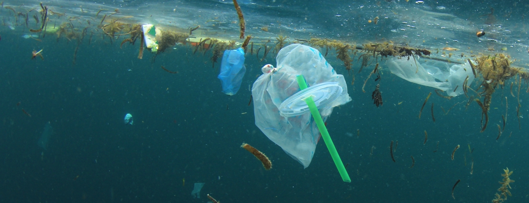 straws pollute oceans