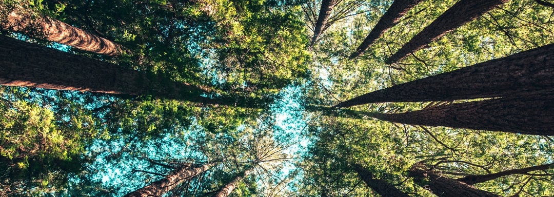 Looking up into pine trees