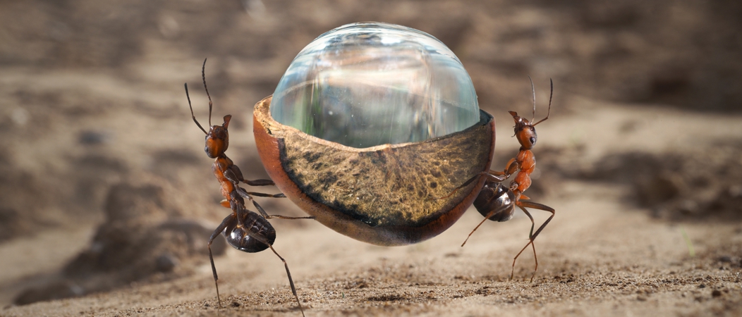 Two ants carrying a heavy load - a drop of water in a nut shell. Sandy desert