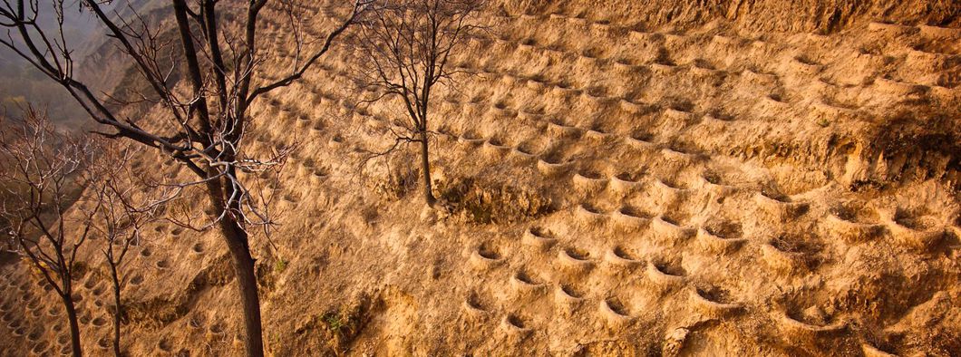 Restoration in the Loess Plateau region of China. Fo Tang Yan village in Zizhou County where there is a very large restoration project planting date trees. The propaganda moto on a terrace read "Plant a thousand mu (Chinese acres) of date trees for a thousand years of prosperity."