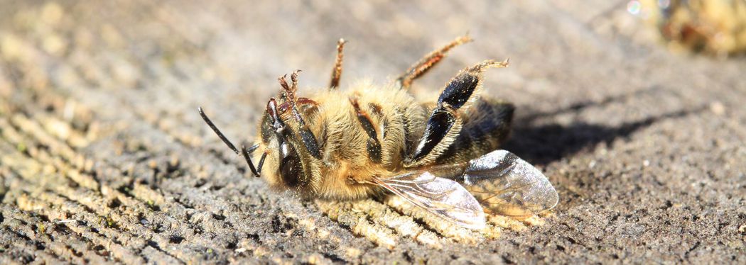 Dead bee from pesticide poisoning