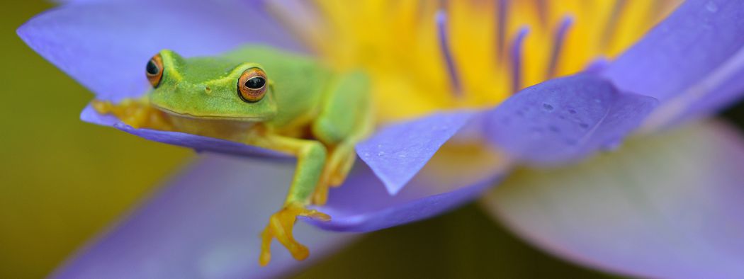 rainforest frog on flower