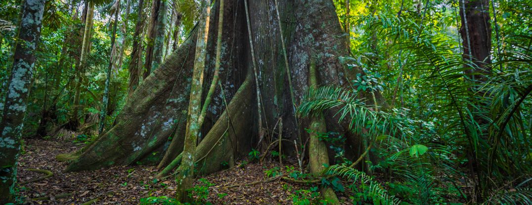 Manu National Park, Peru - August 07, 2017: Giant tree in the Amazon rainforest of Manu National Park, Peru