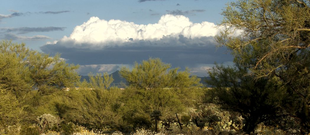 desert shade trees - photo by Nicci Radhe