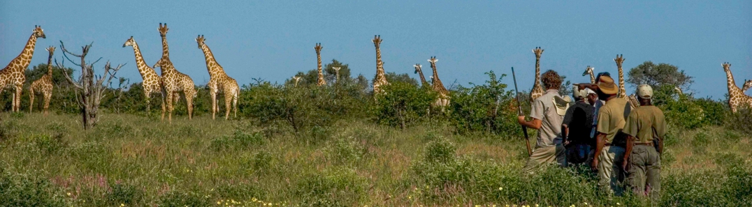 Men walking with giraffes