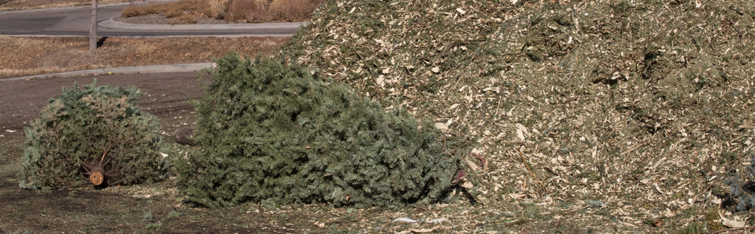 Christmas trees and composting pile