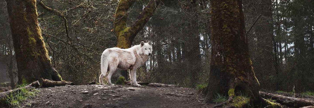 Lonnie seeks the high ground at Wolf Haven International