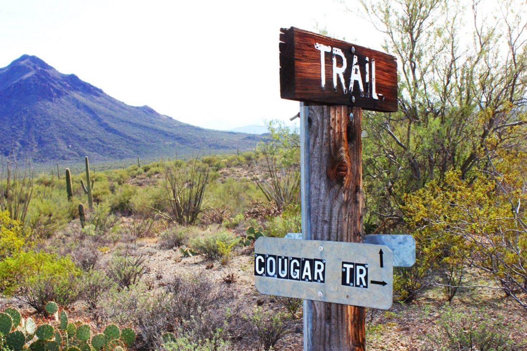 Photo by Nicci Radhe hiking trail with mountains in background