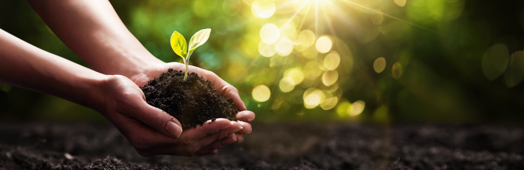 Close Up Plant in Female Hands. Care of the Environment. Ecology concept