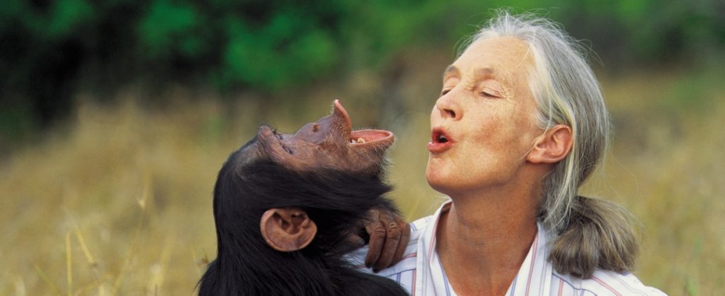 Jane Goodall with chimpanzee - photo by Michael Neugebauer