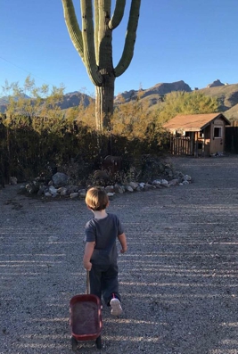 small child pulling red wagon with saguaro and mountain in background