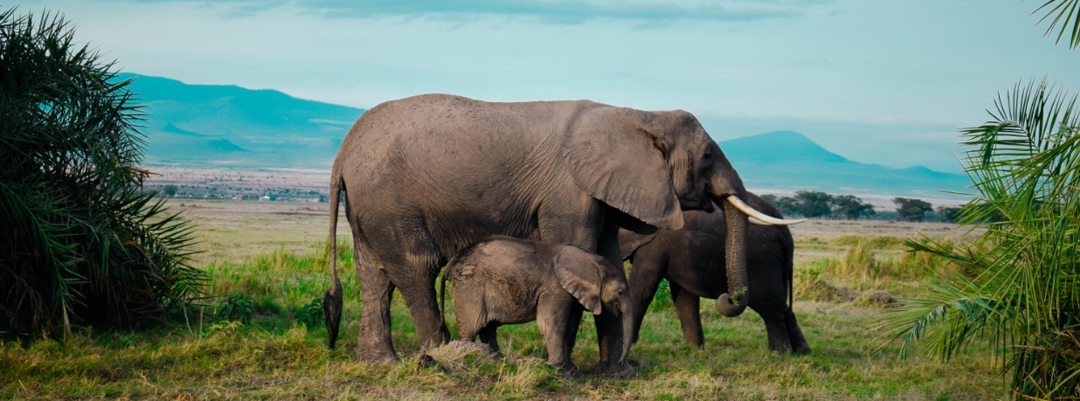 family of elephants with mountains in background