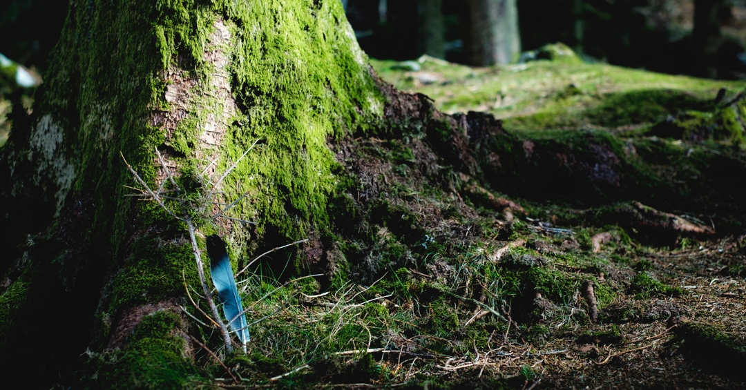 Mossy tree trunk with blue feather stuck in ground