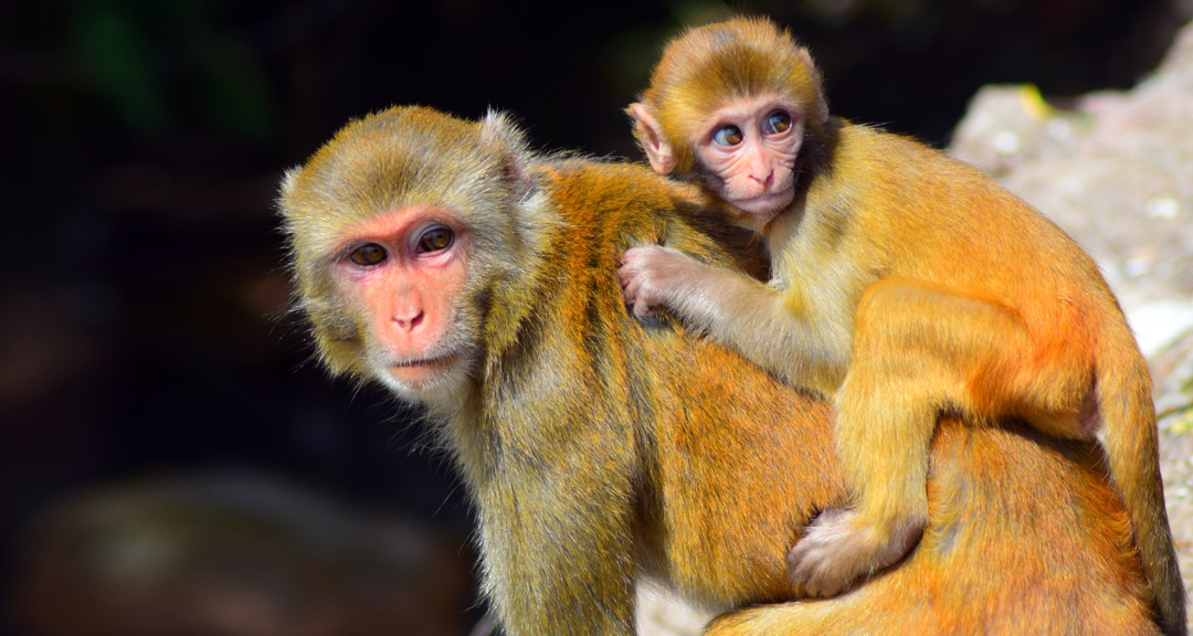 female primate with baby on her back