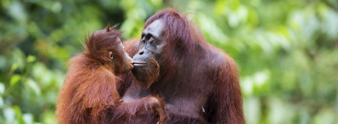 orangutan and baby orangutan