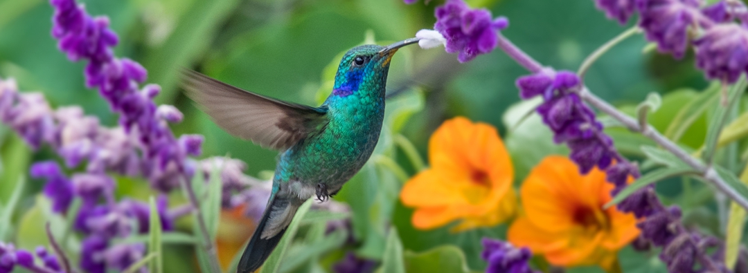 hummingbird extracting nectar in garden