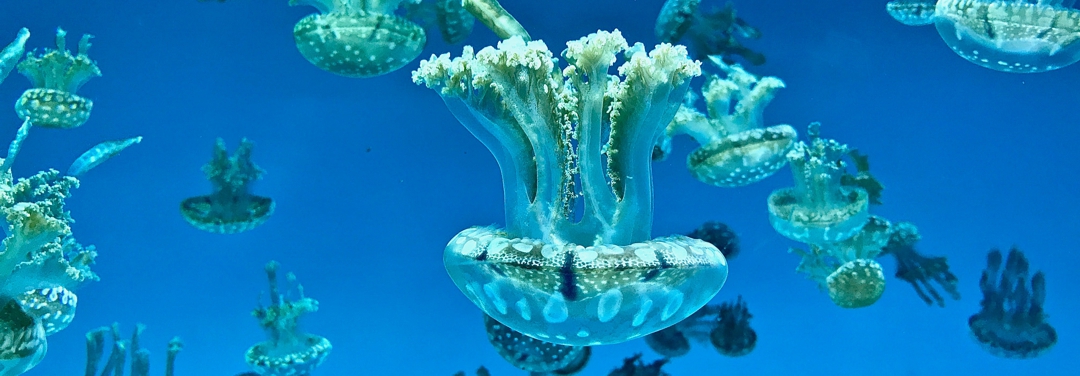 jelly fish floating in the ocean