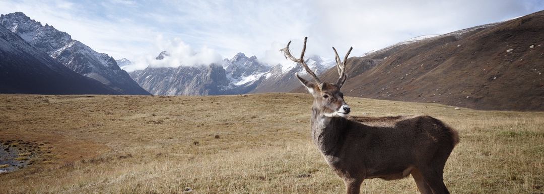 elk with snow covered mountains in background