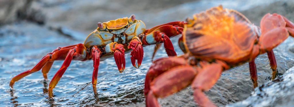 crabs on wet rocks