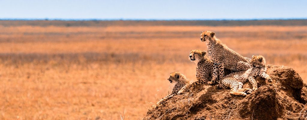 a family of cheetahs looking for pray