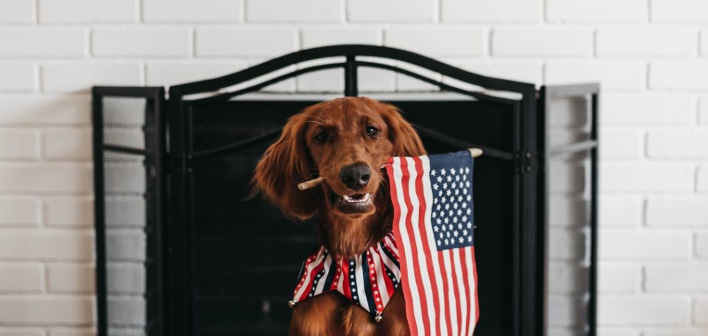 dog holding flag in its teeth sitting in front of fireplace