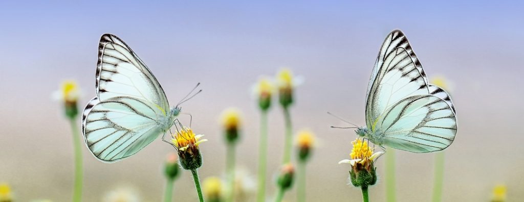 Two pale blue butterflies facing each other on the tops of flowers