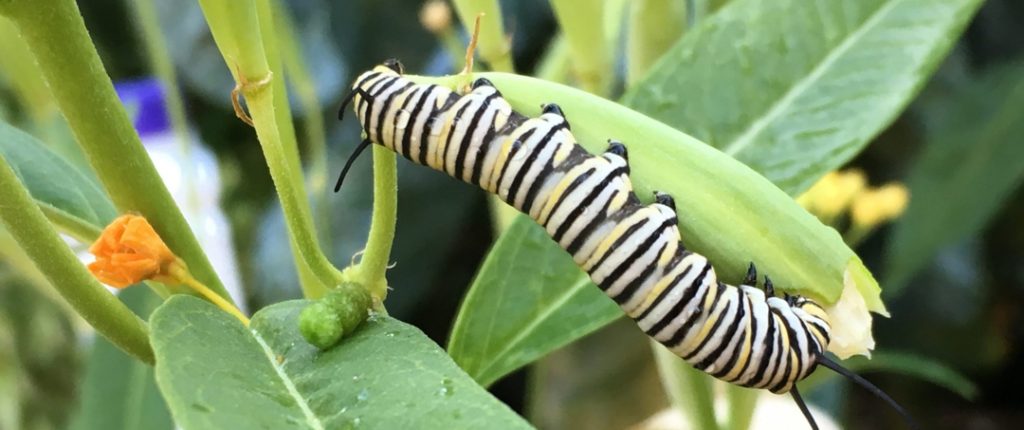 caterpillar on leaf