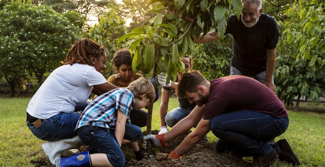 Group of people plant a tree together outdoors