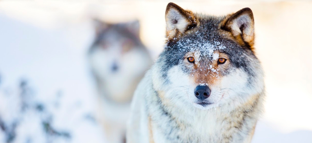 Beautiful wolves in winter setting