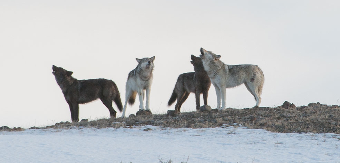 pack of 4 howling wolves