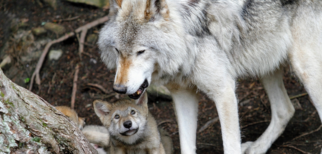 Wolf and pup