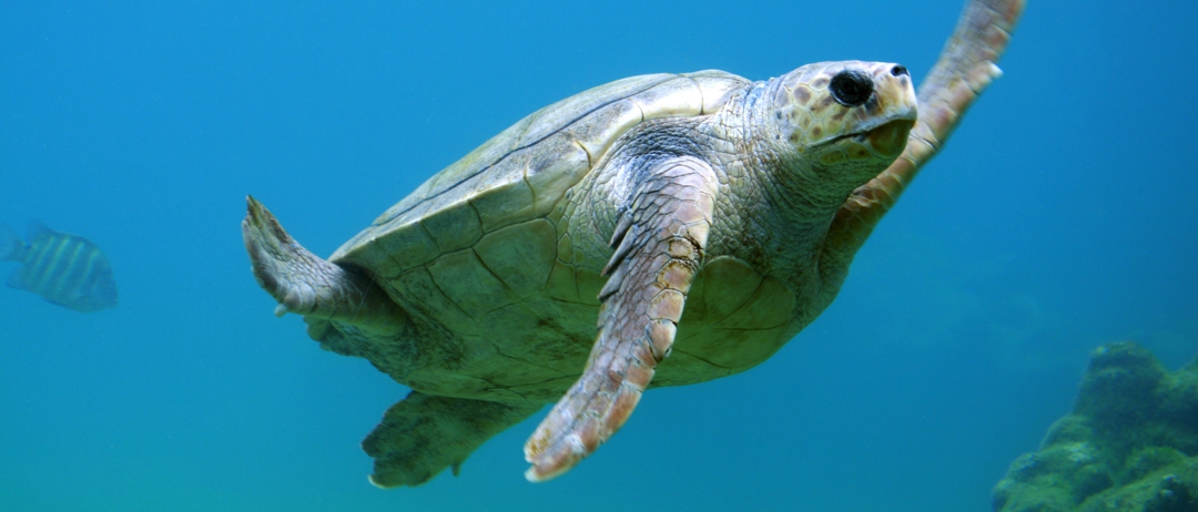 Sea Turtle