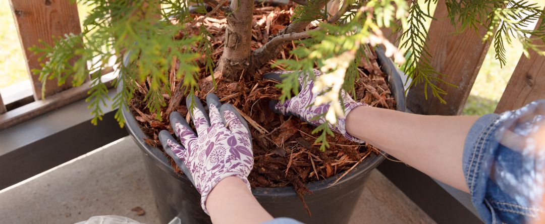 hands wearing gardening gloves planting a tree in a pot