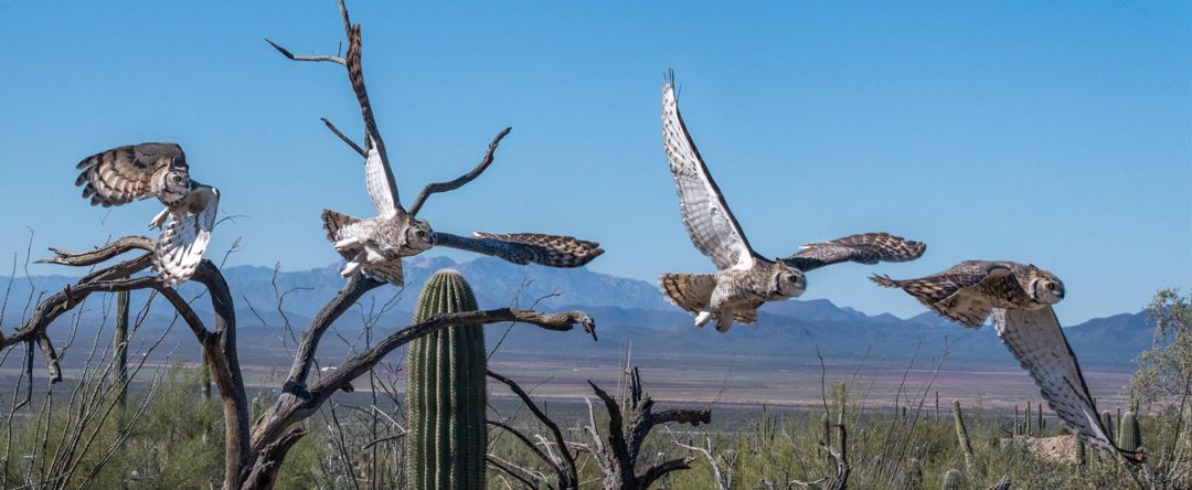 Arizona-Sonora Desert Museum