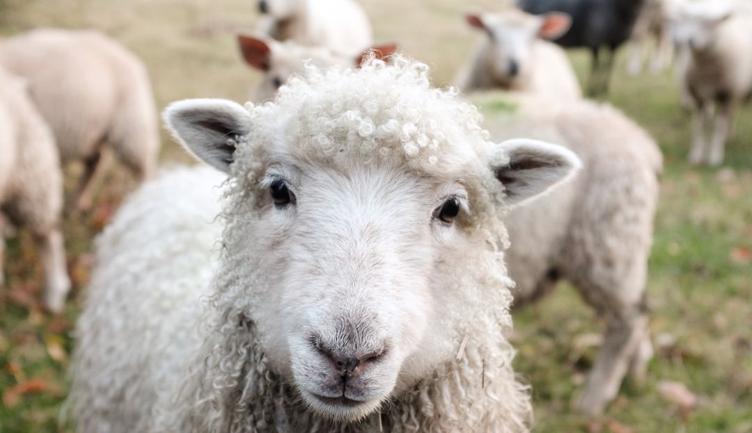 Sheep in a field